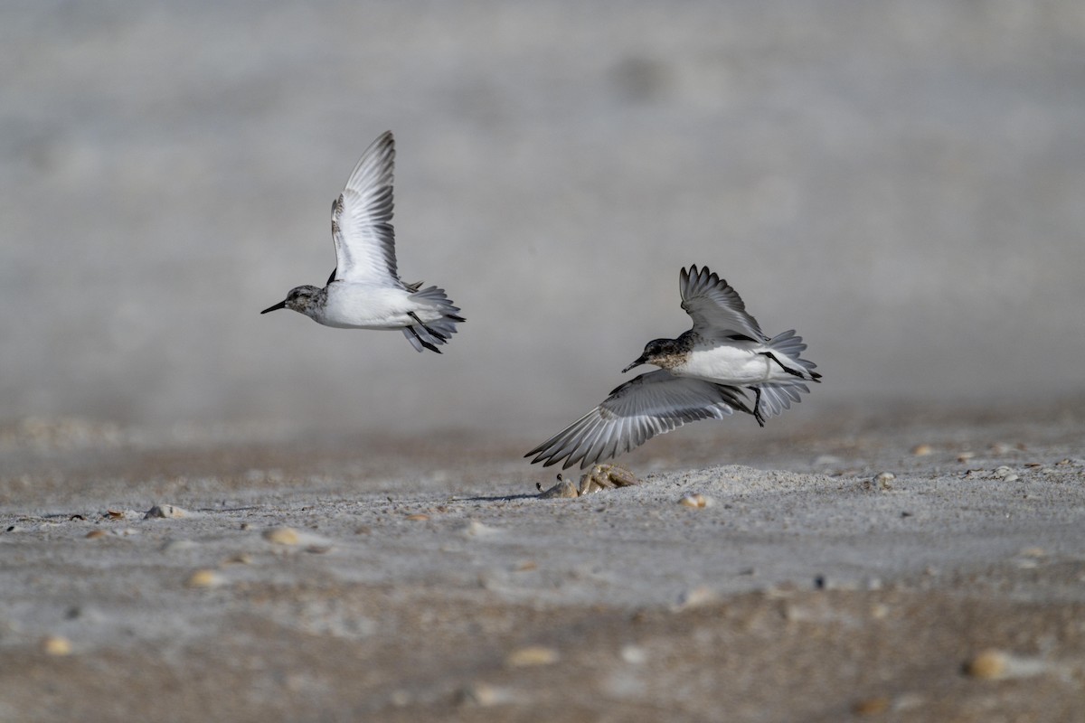 Semipalmated Sandpiper - ML471579061