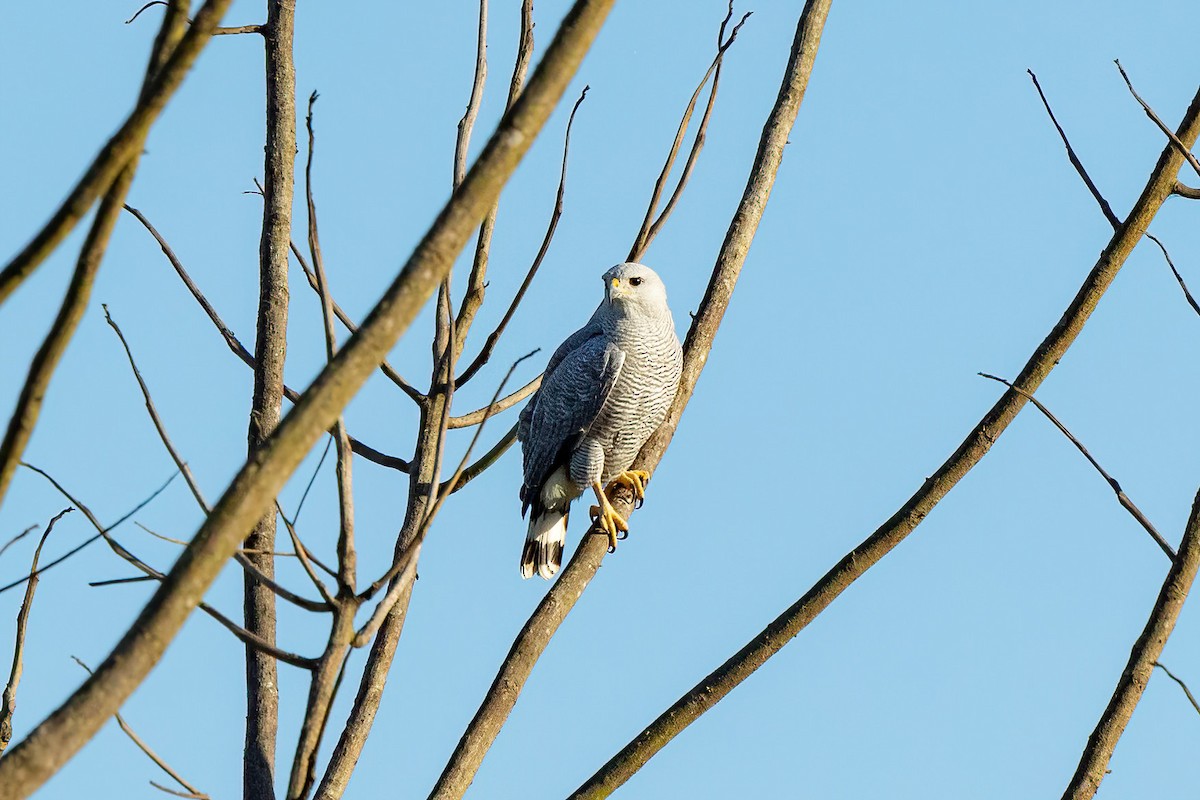 Gray-lined Hawk - ML471579781