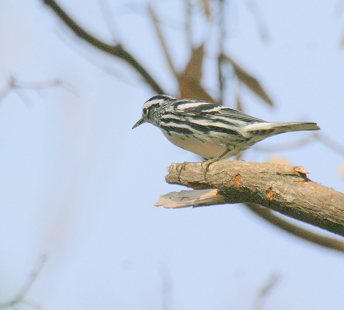 Black-and-white Warbler - ML471580051
