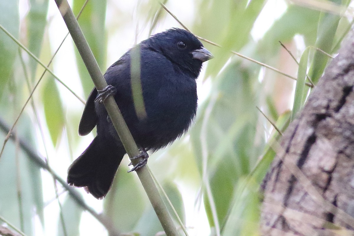 Blue Seedeater (Blue) - ML471580171