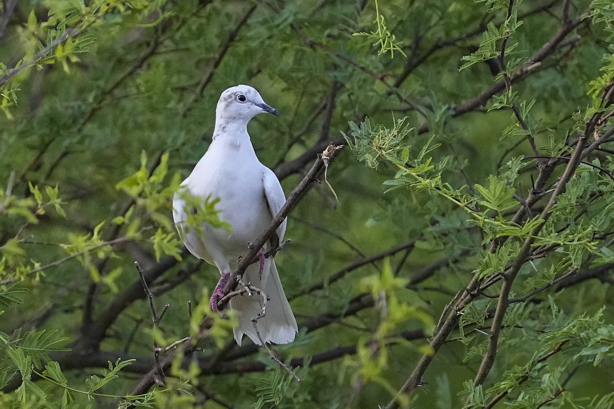 灰斑鳩 - ML471580261