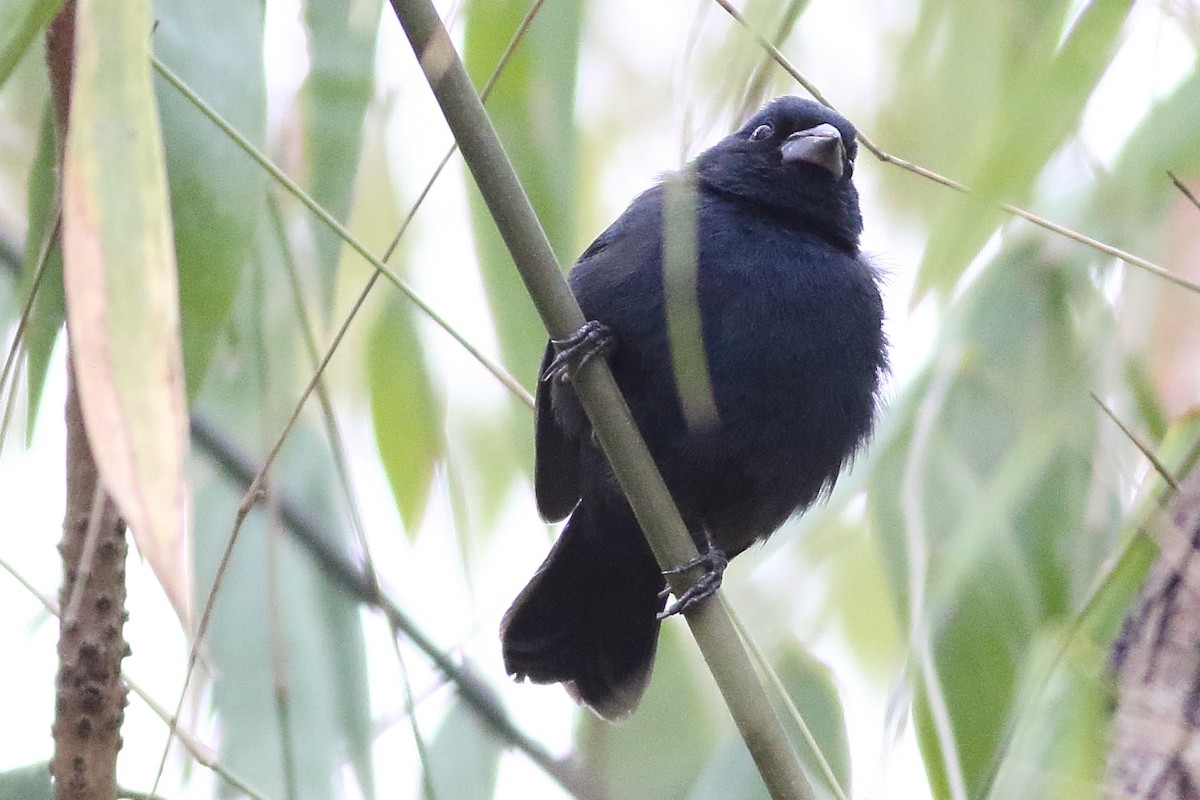 Blue Seedeater (Blue) - ML471580301