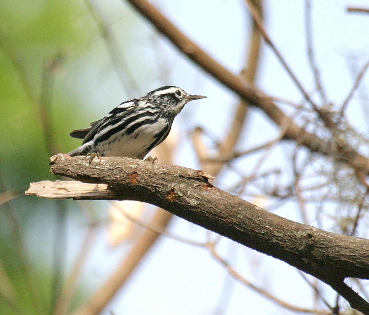 Black-and-white Warbler - ML471580421