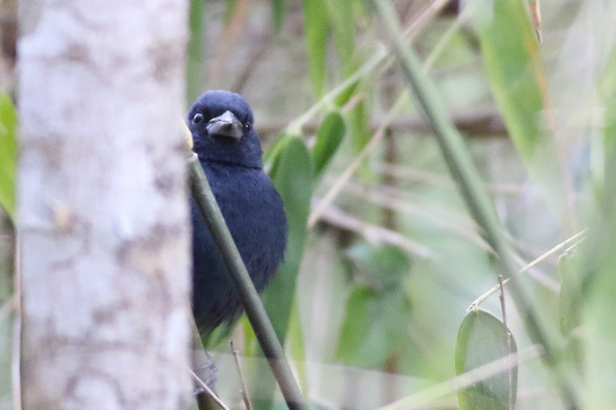 Blue Seedeater (Blue) - ML471580431