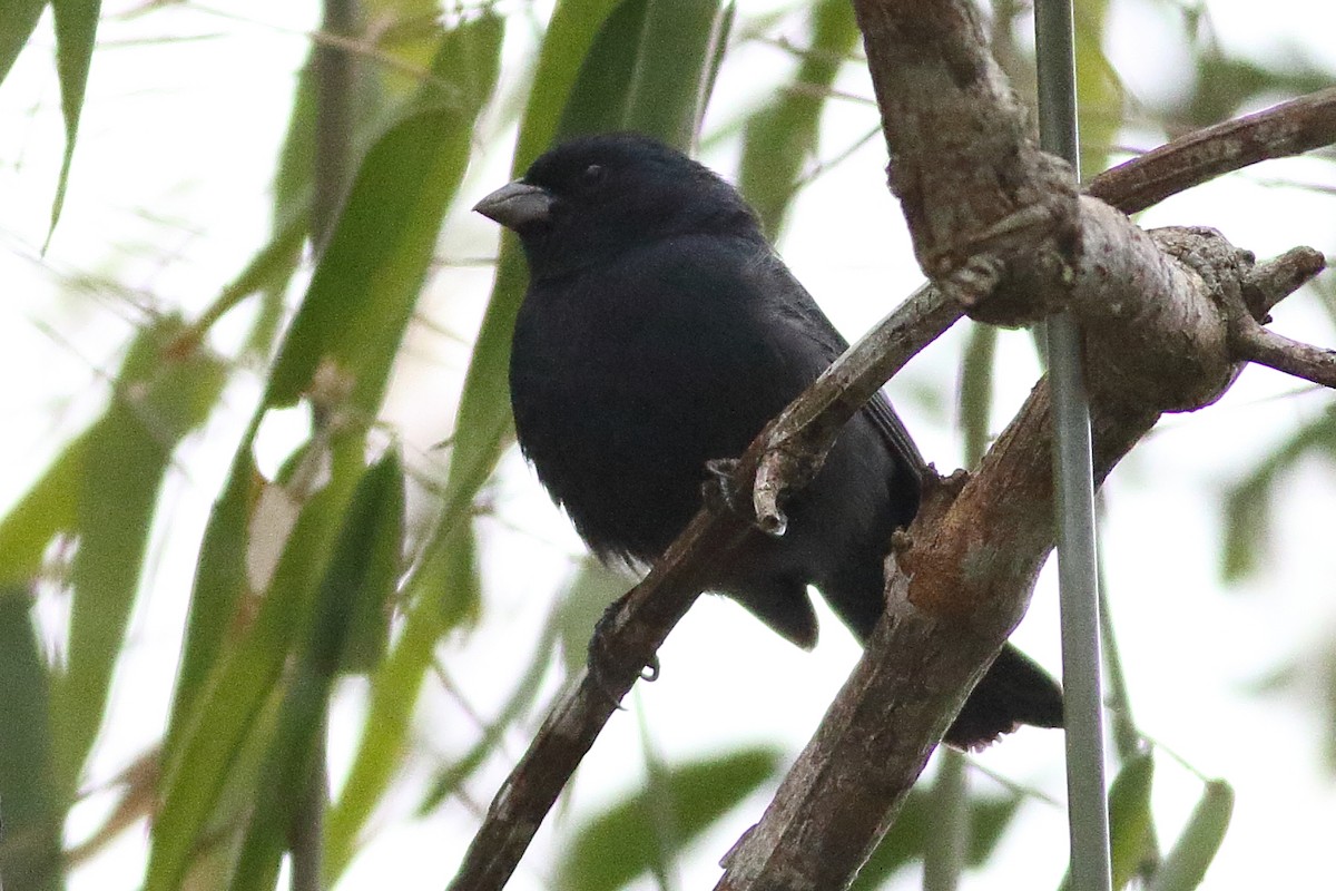 Blue Seedeater (Blue) - ML471580441