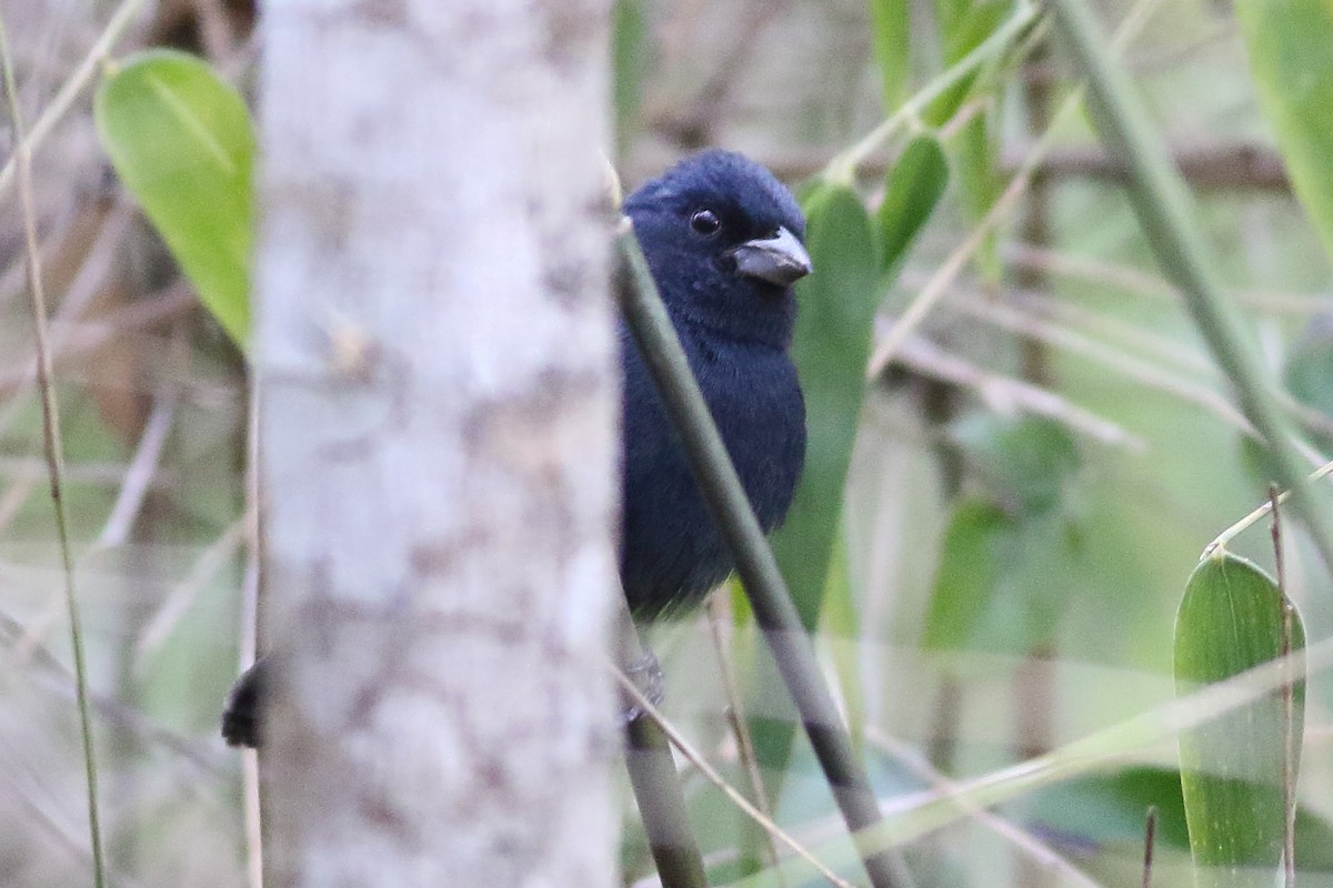 Blue Seedeater (Blue) - ML471580451