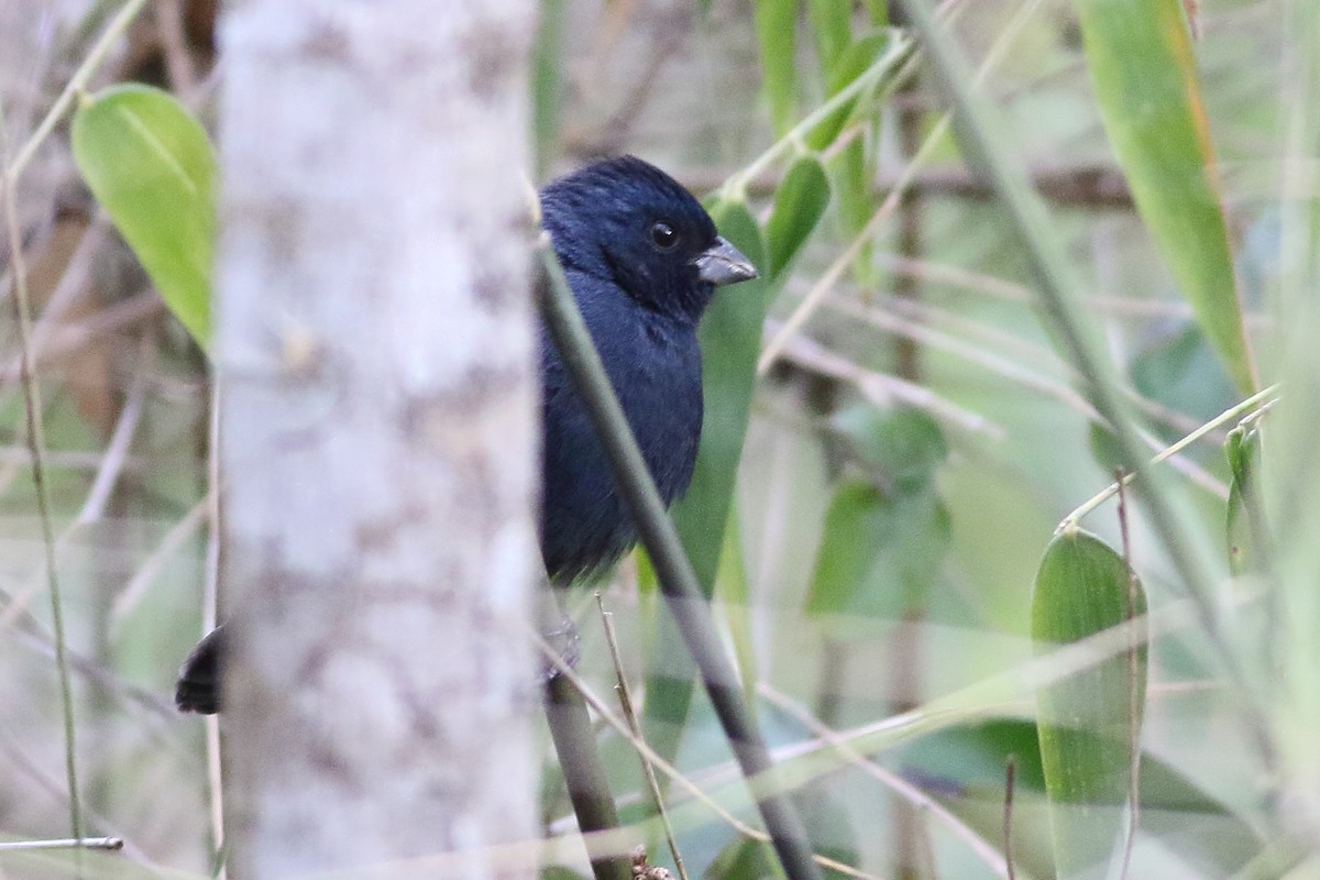 Blue Seedeater (Blue) - ML471580461