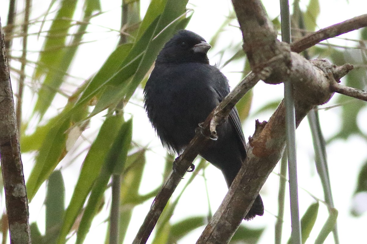 Blue Seedeater (Blue) - ML471580471