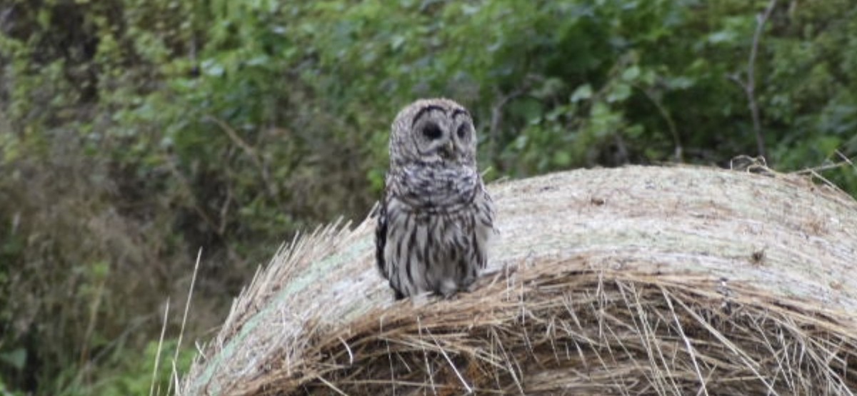 Barred Owl - ML471581351