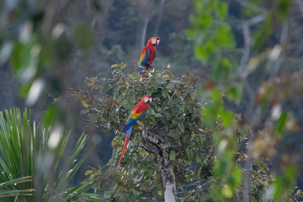 Guacamayo Macao - ML471581661