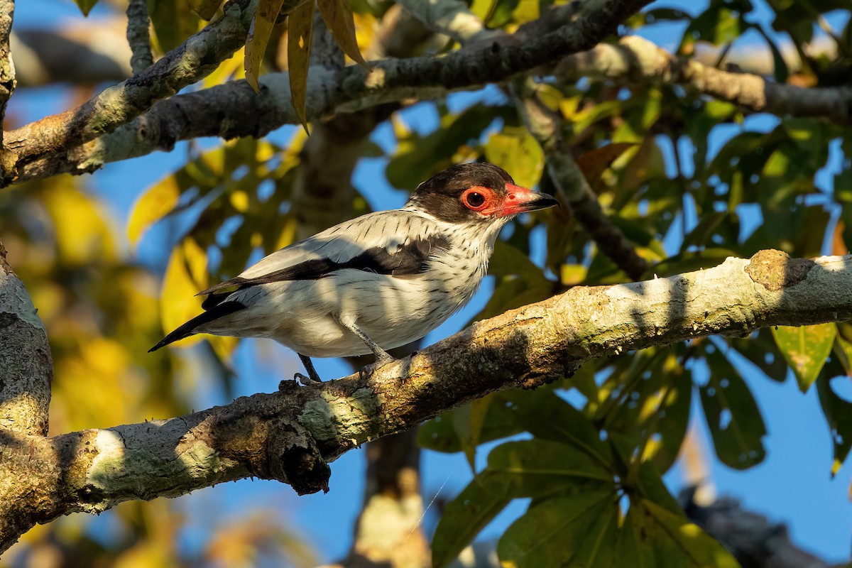 Black-tailed Tityra - ML471581721