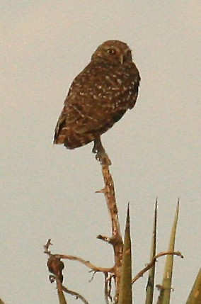Burrowing Owl - ML471581791