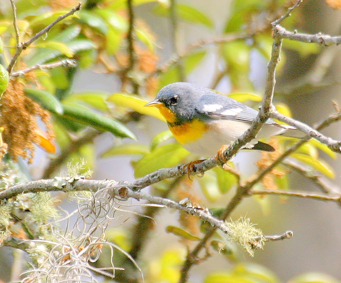 Northern Parula - ML471582521