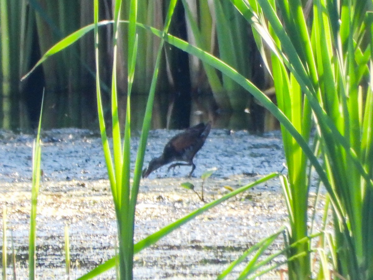 Virginia Rail - ML471583151