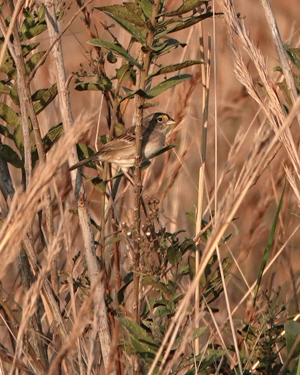 Grassland Sparrow - ML471584771