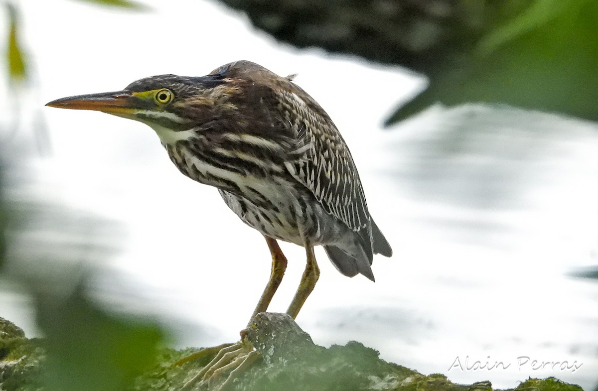 Green Heron - ML471584871