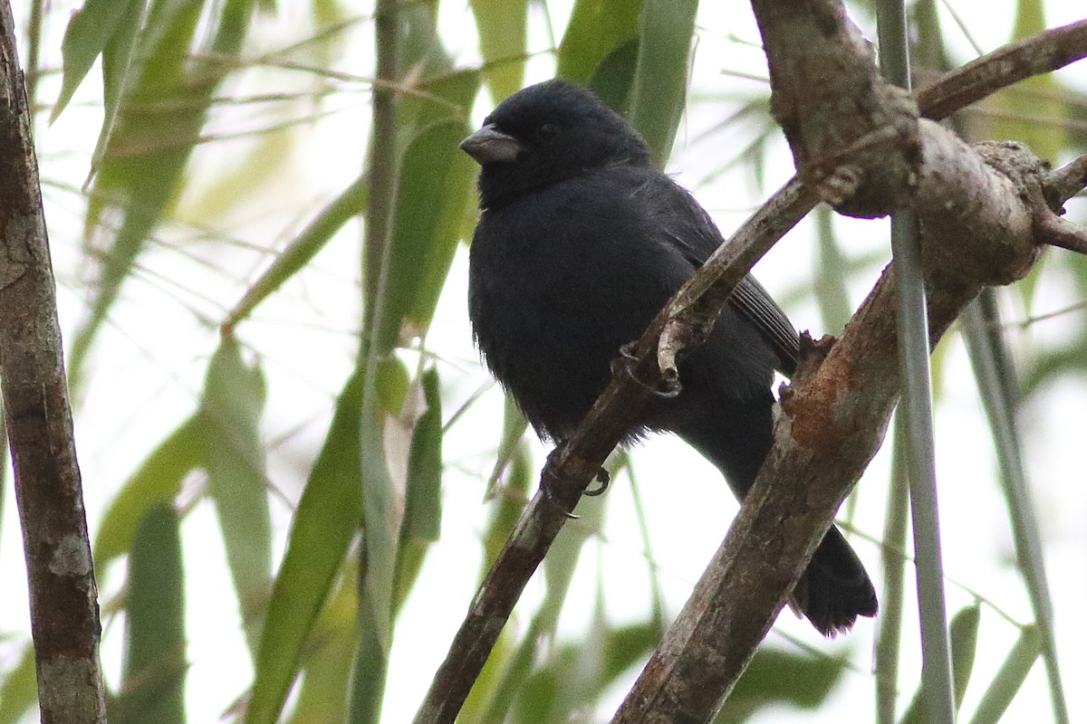 Blue Seedeater (Blue) - ML471585231