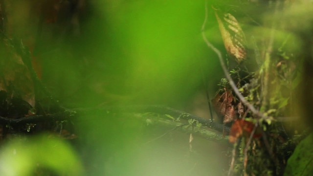 Short-tailed Babbler - ML471586