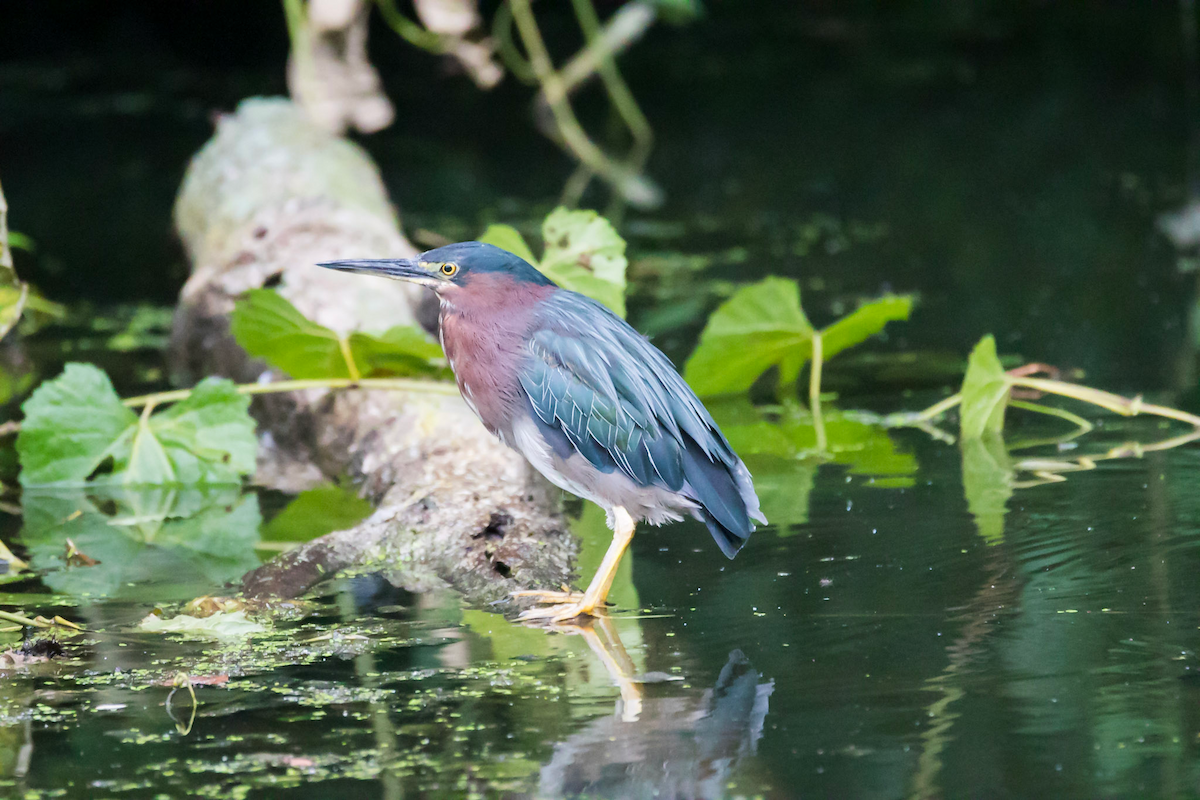 Green Heron - ML471586171