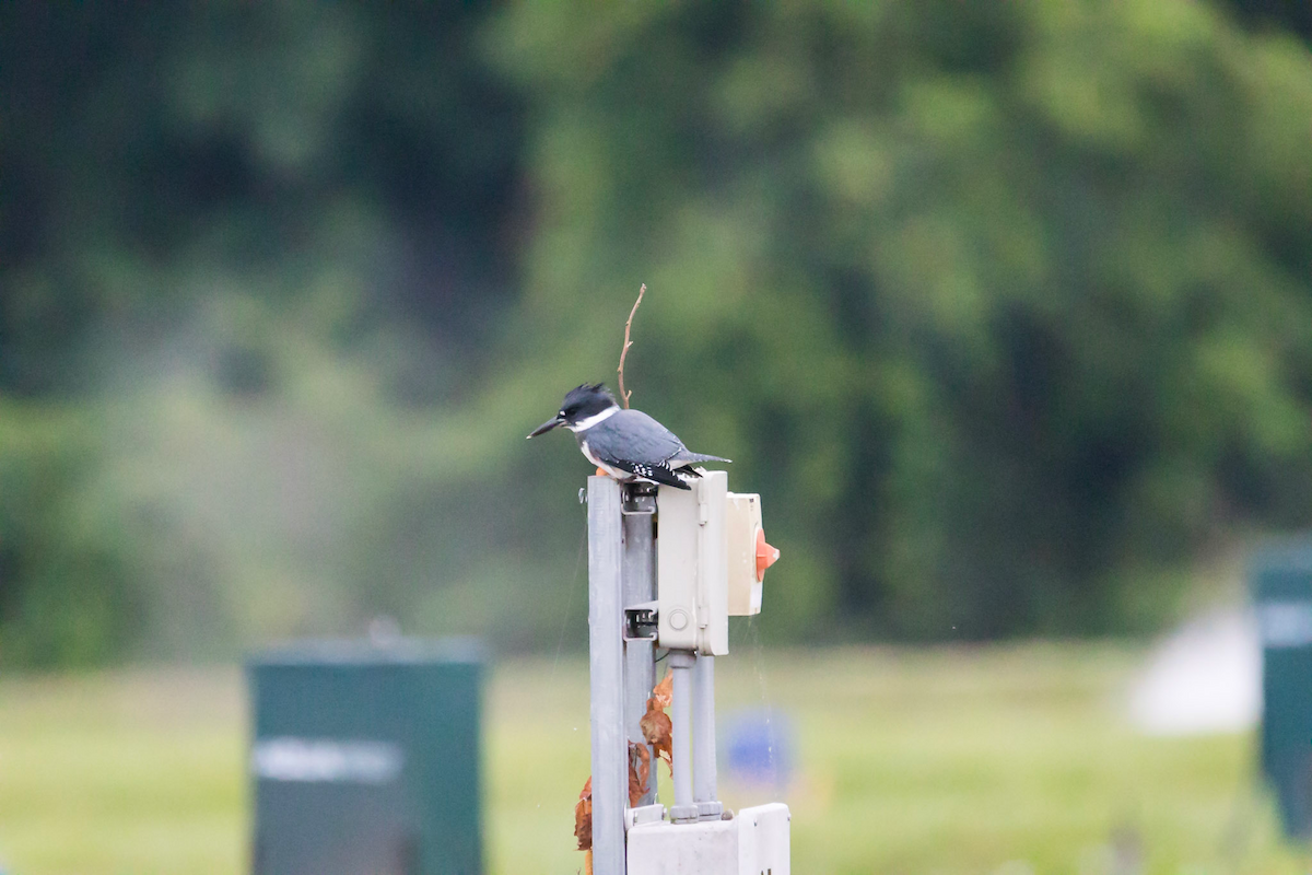 Belted Kingfisher - ML471586601