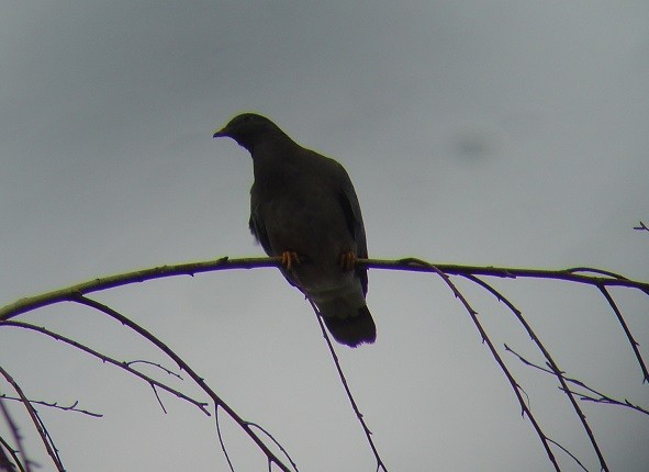 Band-tailed Pigeon - ML47158831