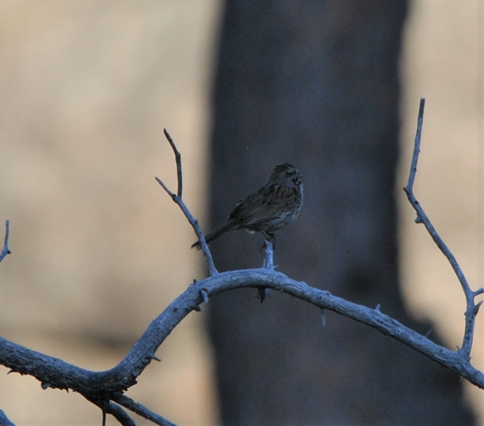 Song Sparrow - ML471588321