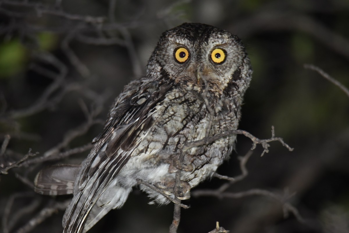 Whiskered Screech-Owl - ML471588951