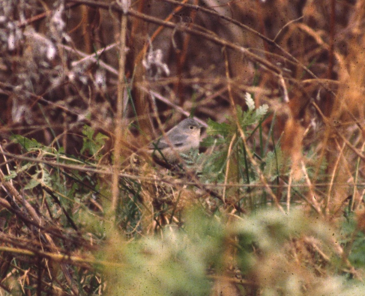 Lucy's Warbler - ML47158901
