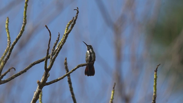 kolibřík tropický - ML471589791