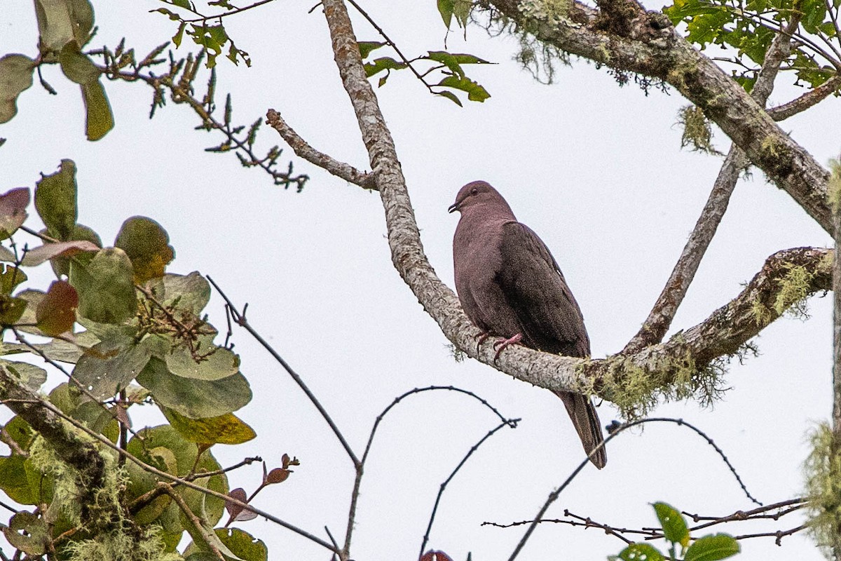 Ruddy Pigeon - ML471590971