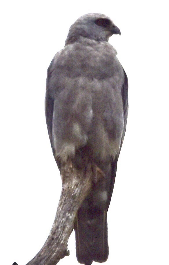 Mississippi Kite - ML471592831