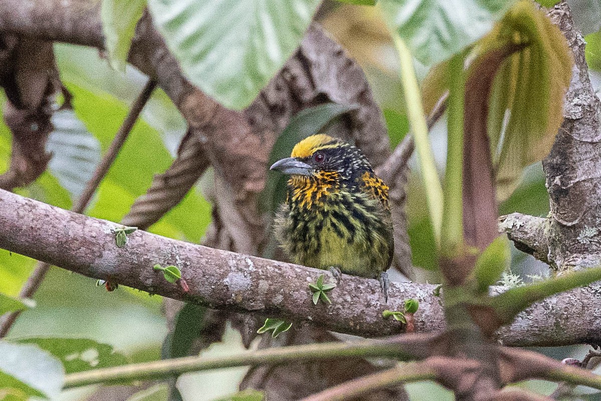 Gilded Barbet - Neil Hayward