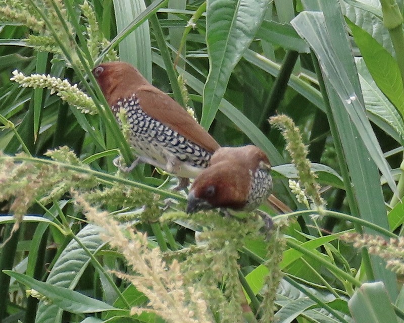 Scaly-breasted Munia - greg slak