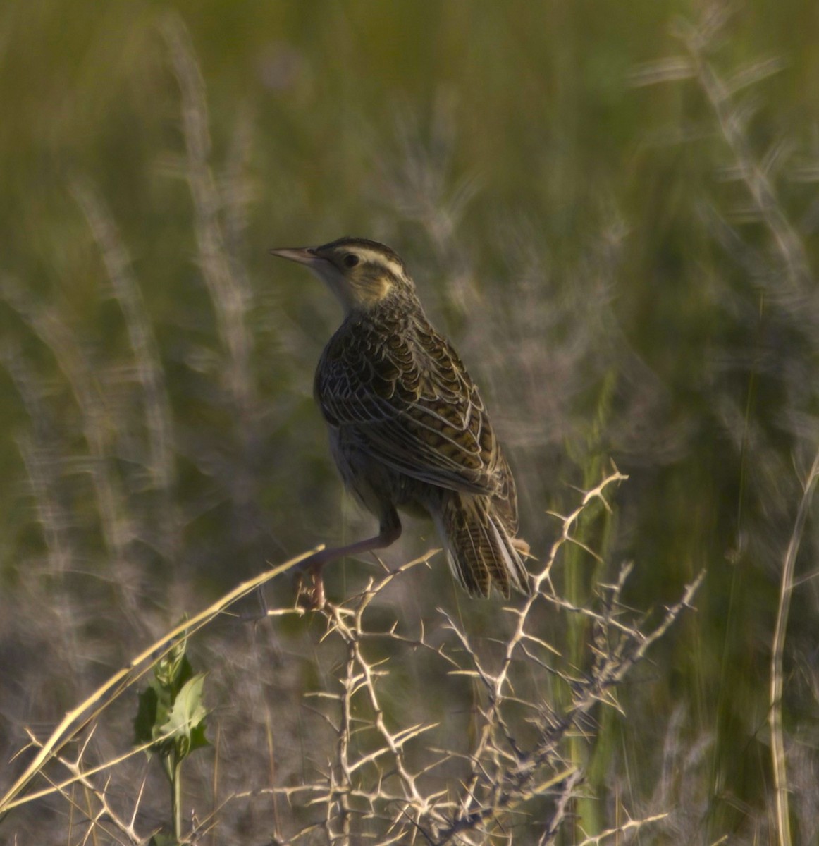 Western Meadowlark - ML471593871