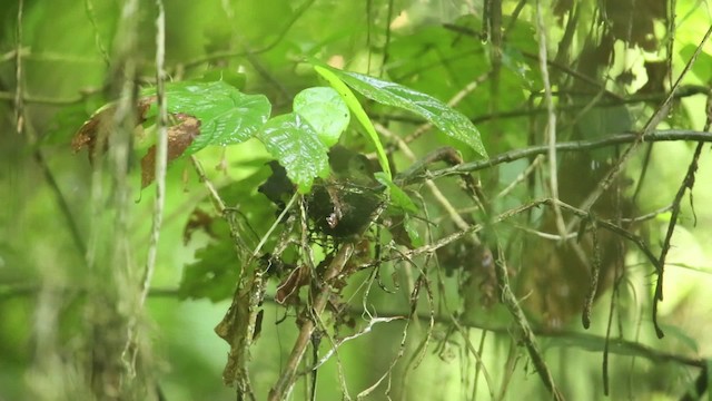 Scaly-crowned Babbler - ML471596