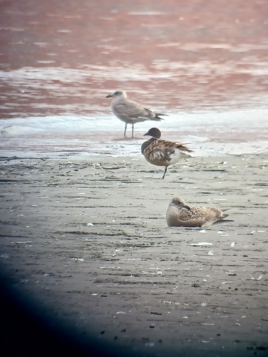 Хар толгойт галуу - ML471598281