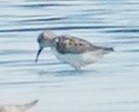 Western/Semipalmated Sandpiper - ML471600621
