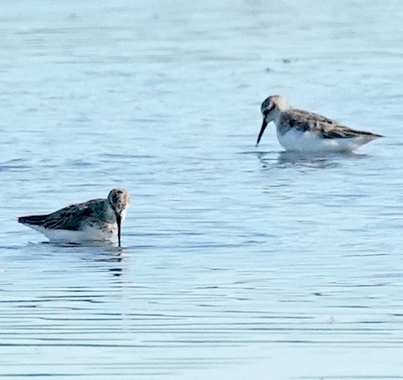 Western/Semipalmated Sandpiper - ML471600671