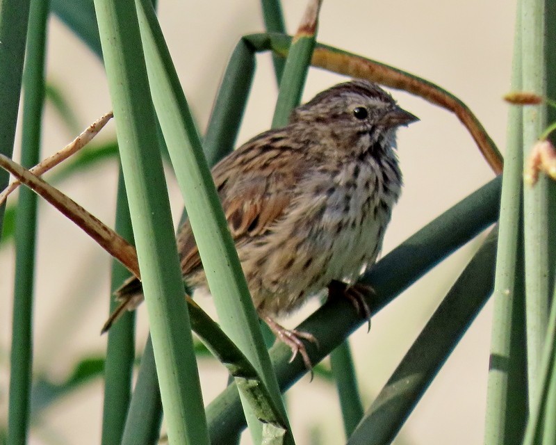 Song Sparrow - ML471600811