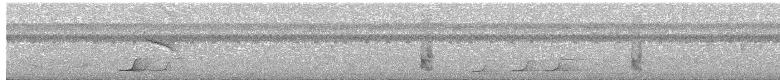 Tinamou à grands sourcils - ML471601191