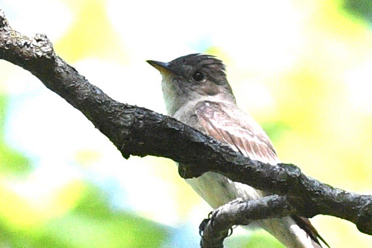 Eastern Wood-Pewee - ML471602011