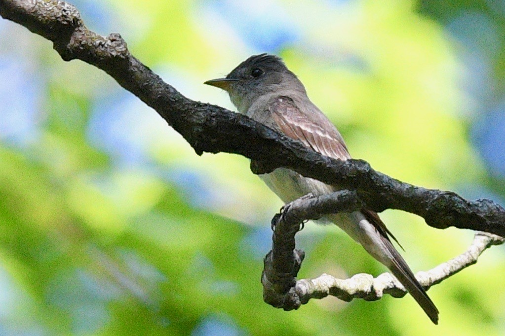 Eastern Wood-Pewee - ML471602051