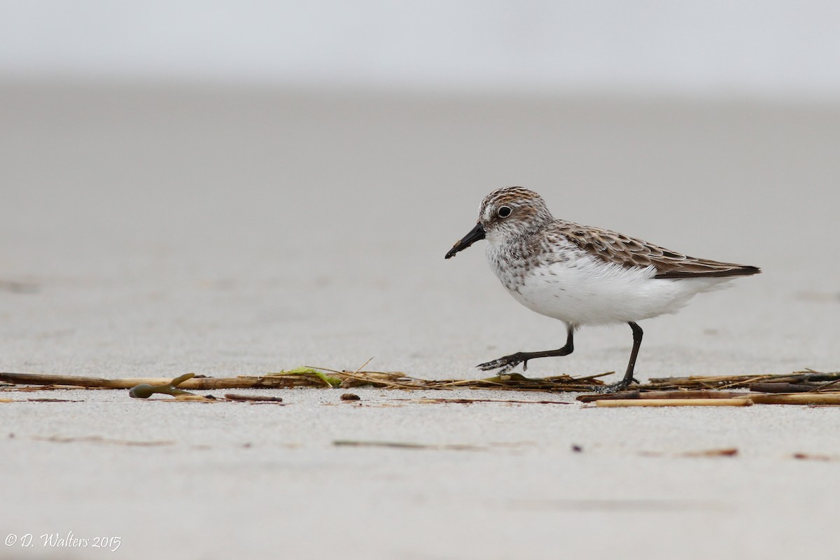 Semipalmated Sandpiper - Davey Walters