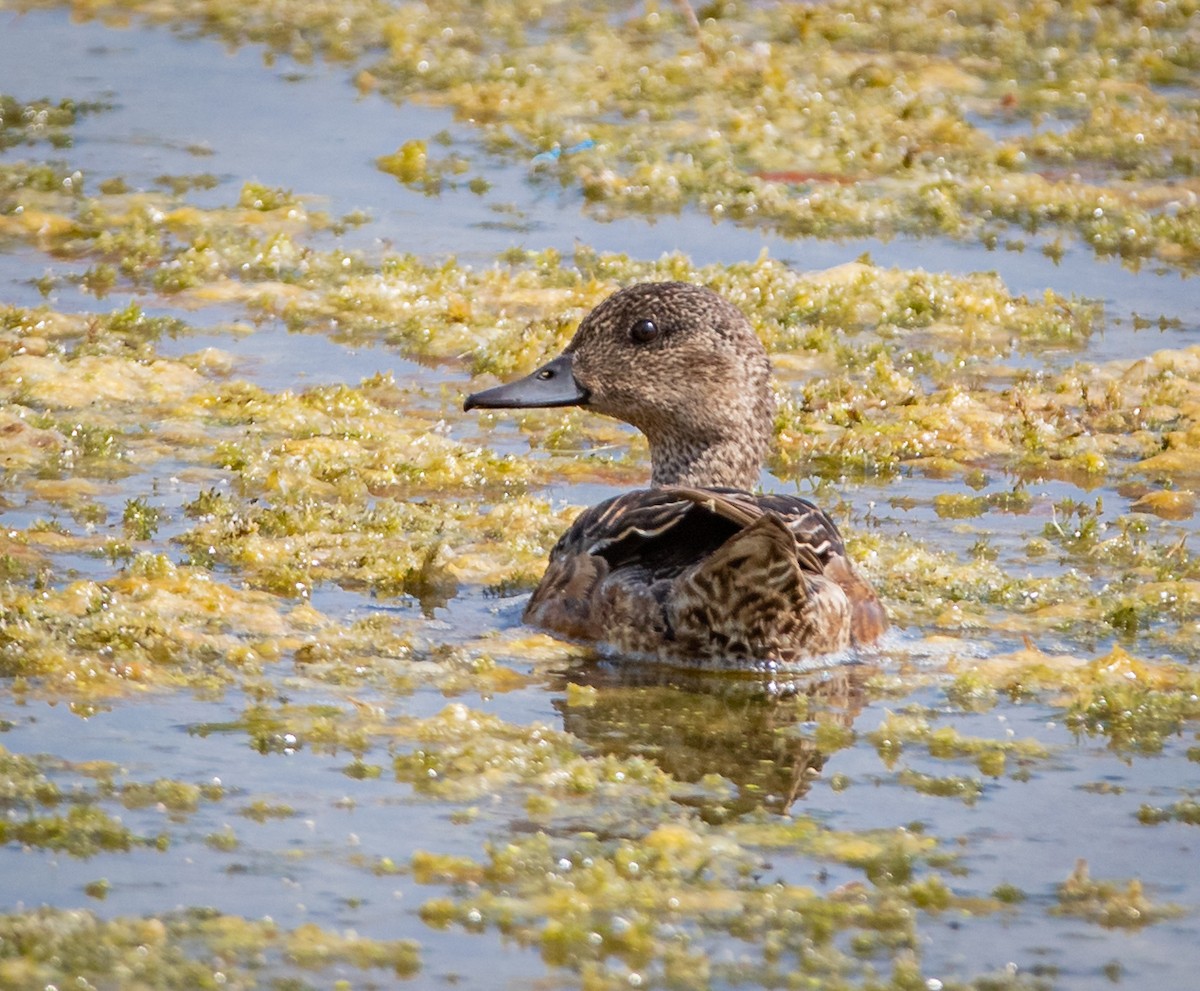 American Wigeon - ML471602471