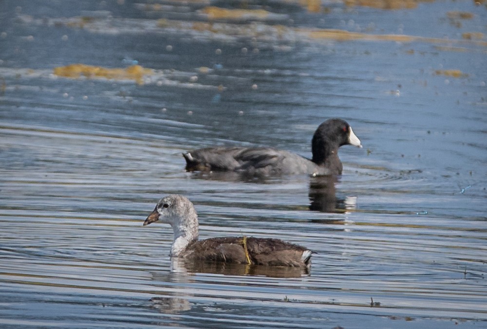 American Coot (Red-shielded) - ML471602581