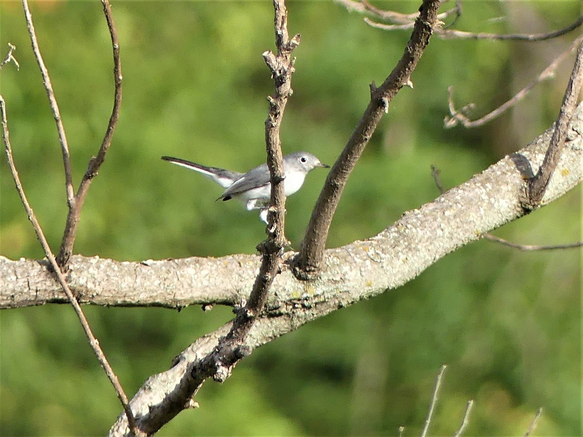 Blue-gray Gnatcatcher - ML471603881