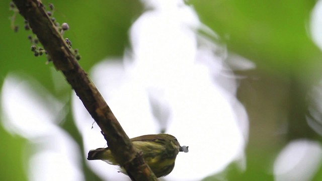 Yellow-breasted Flowerpecker - ML471604