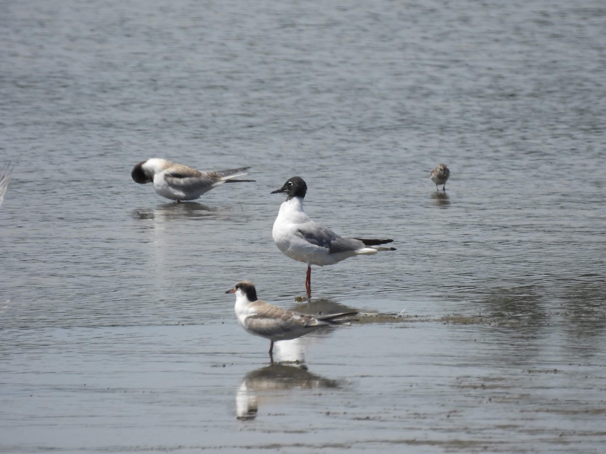 Bonaparte's Gull - ML471604621