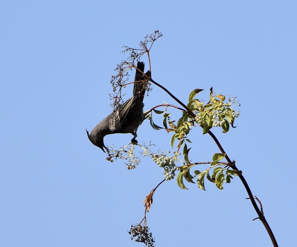 Phainopepla - Patricia Langen