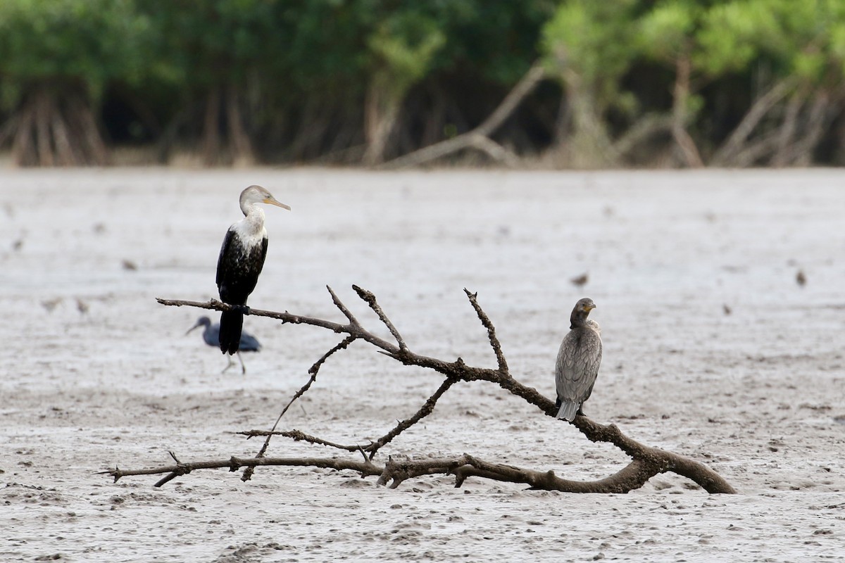 Neotropic Cormorant - ML471605301